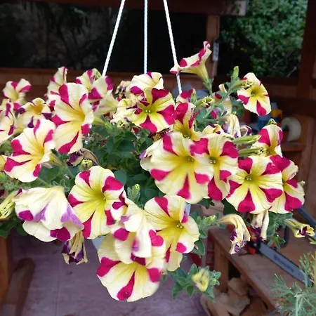 Margerita Appartamento