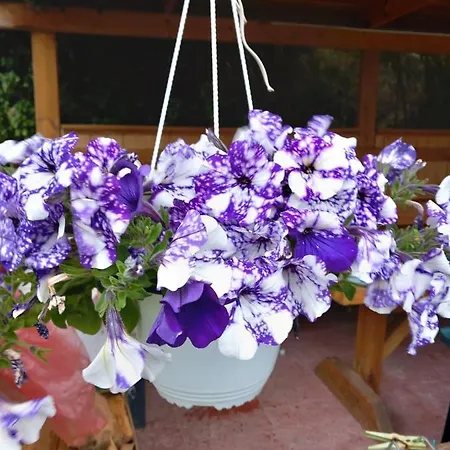 Margerita Appartamento Asgourou