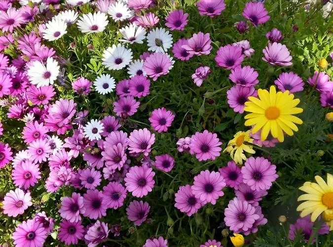 Margerita * Ασγούρου