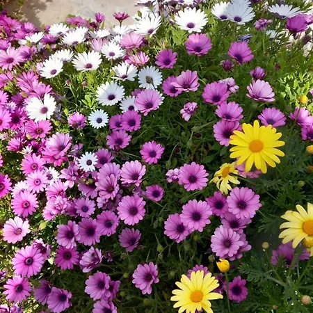 Margerita * Asgourou