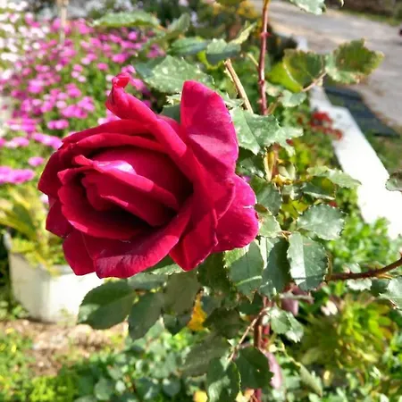 Margerita Appartement Asgourou