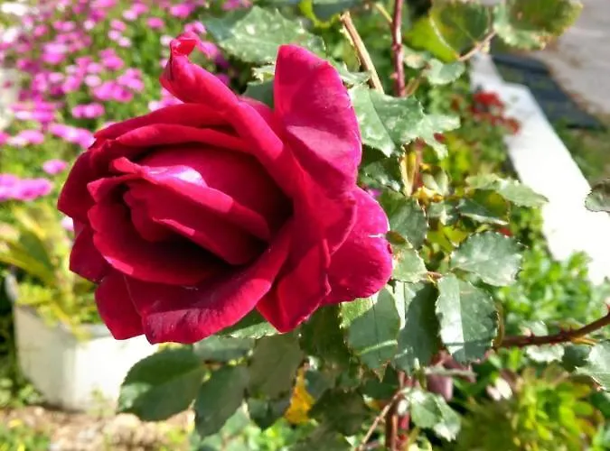 Margerita 아파트 Asgourou