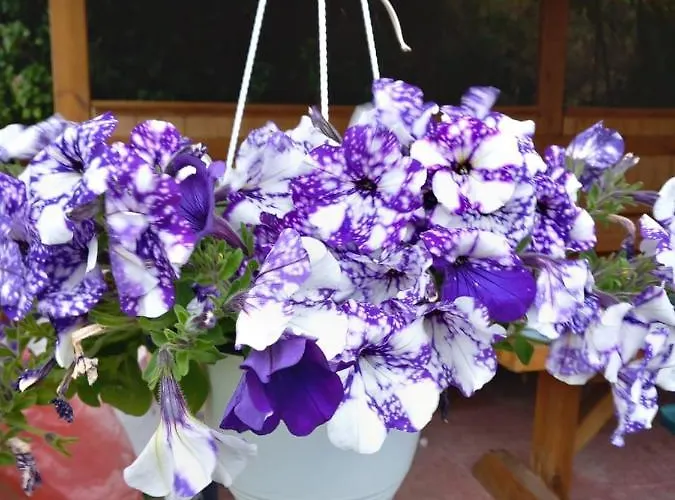 Margerita 아파트 Asgourou